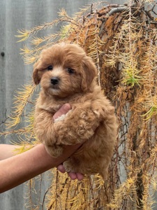 Неймовірний малюк мальтіпу ф1! Є доставка!