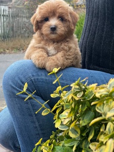 Неймовірний малюк мальтіпу ф1! Є доставка!