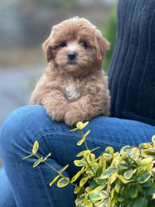 Неймовірний малюк мальтіпу ф1! Є доставка!