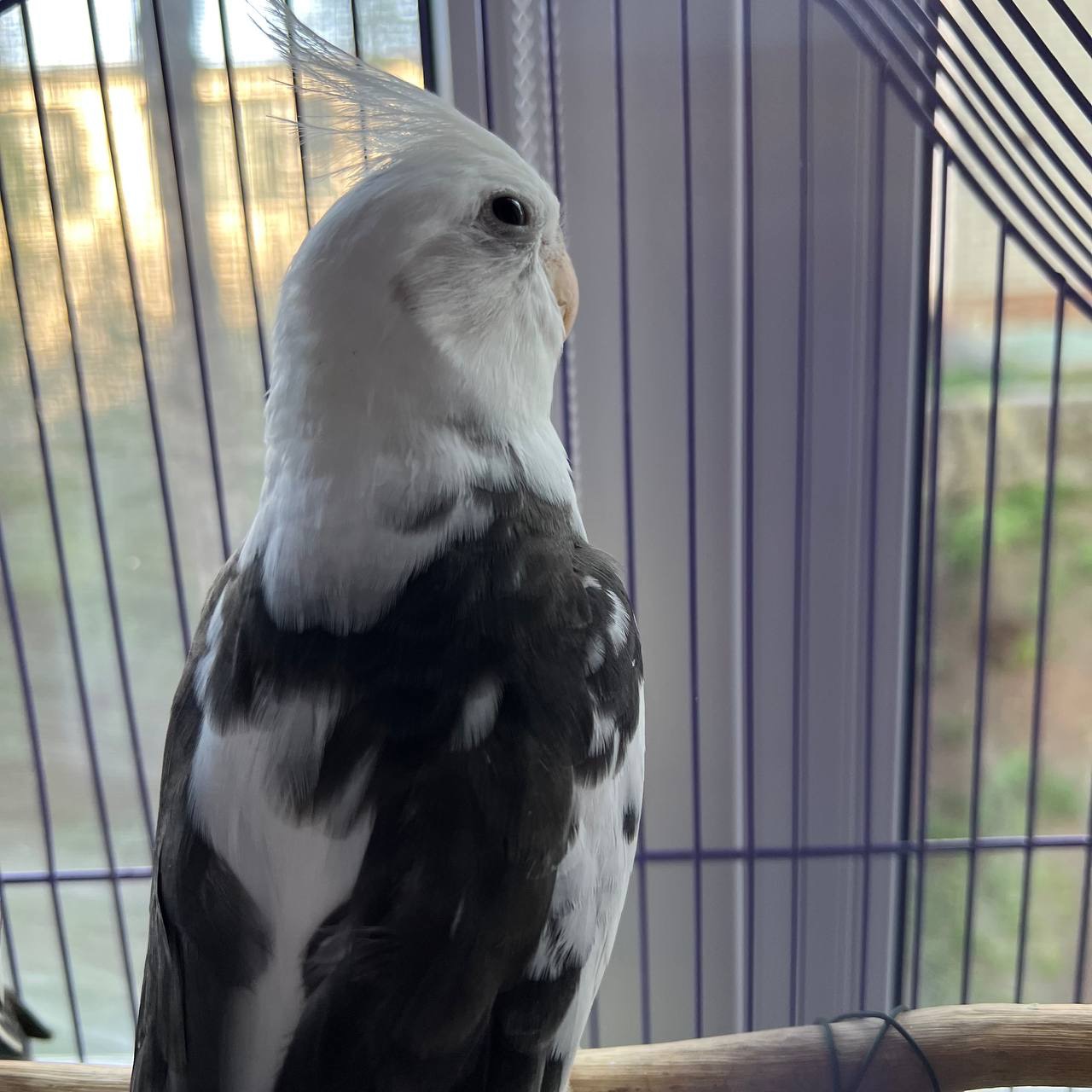 Корелла малюк пташенята ручні, цікаві