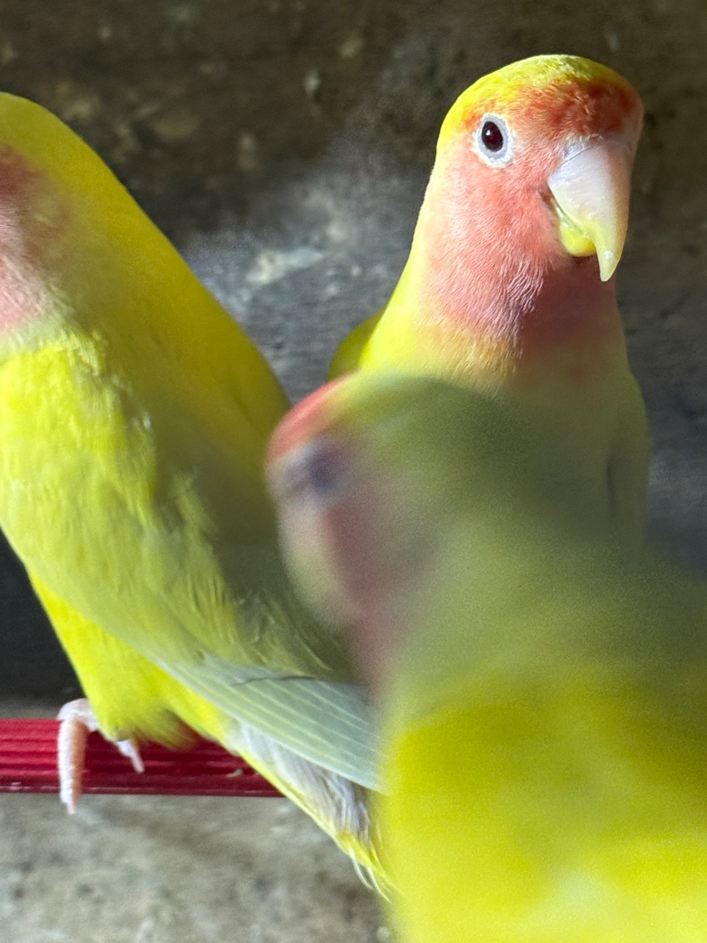 Нерозлучники