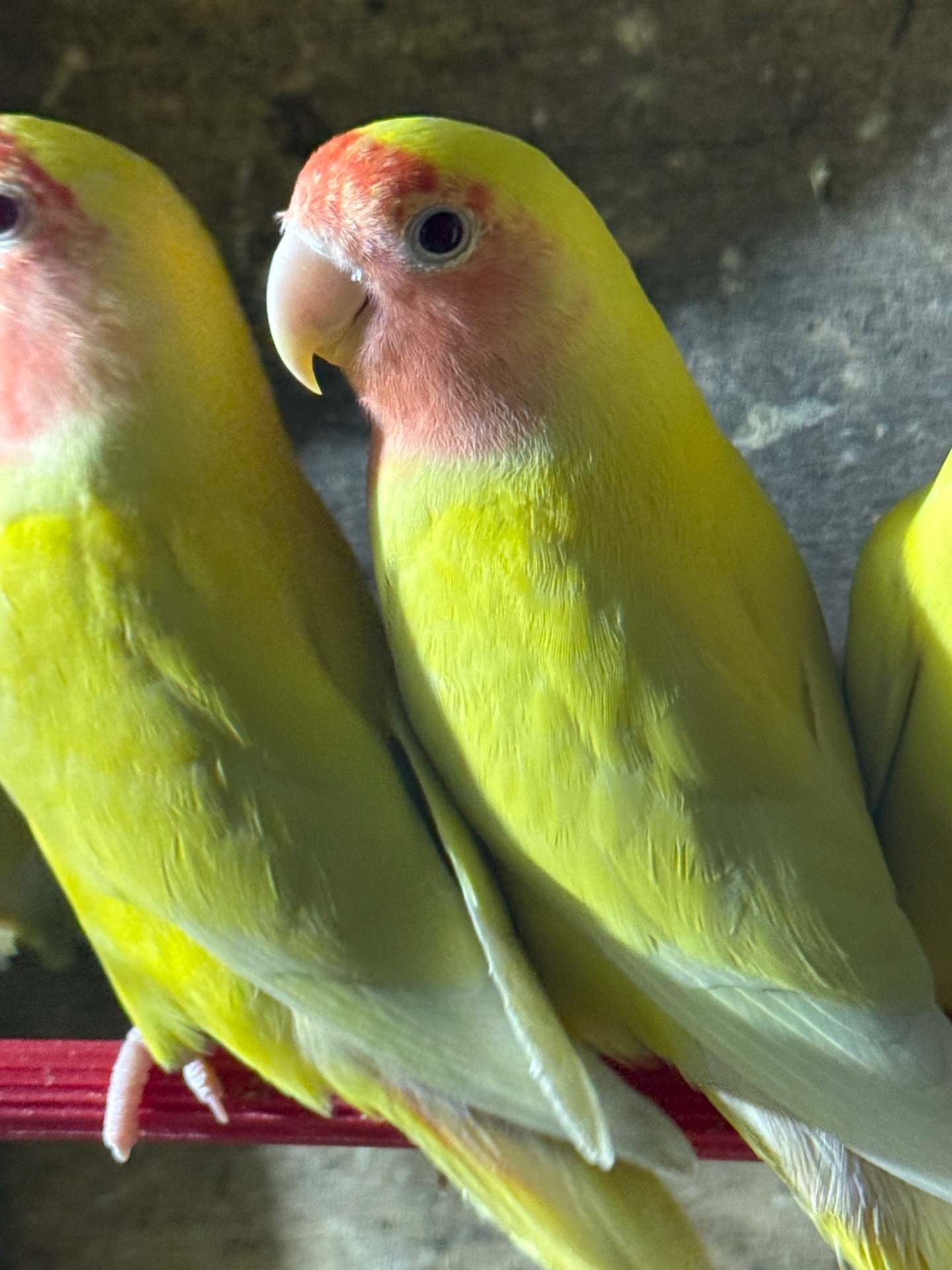 Нерозлучники