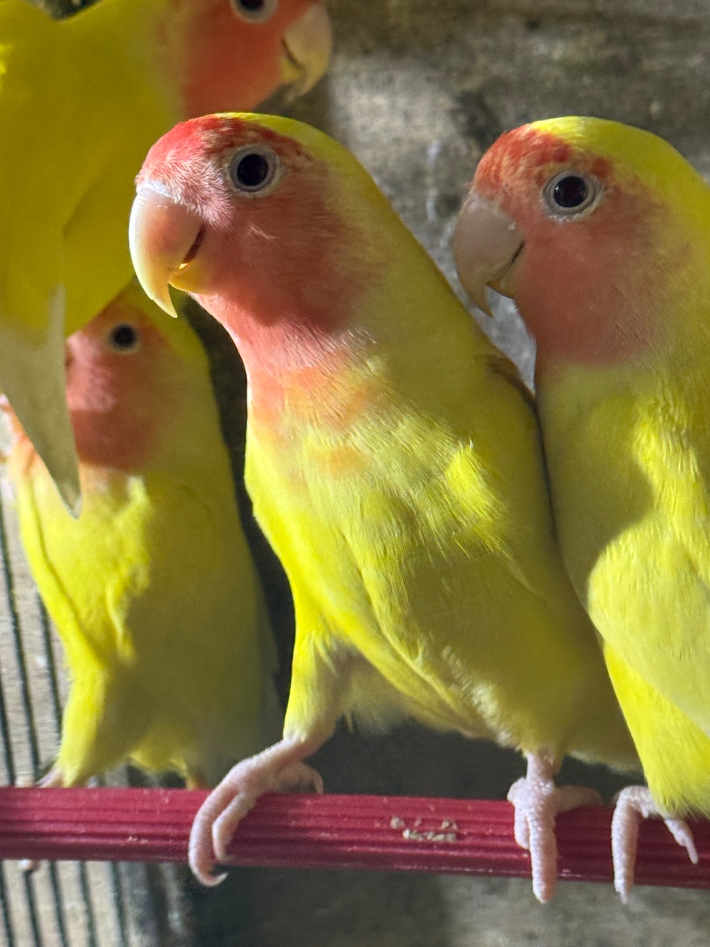 Нерозлучники