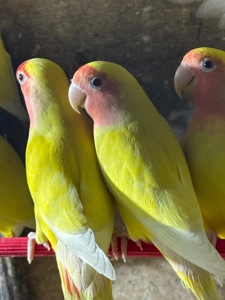 Нерозлучники