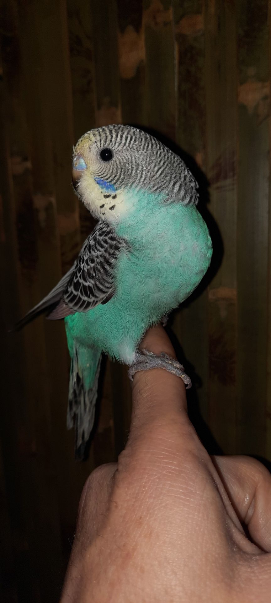 Хвилясті папуги