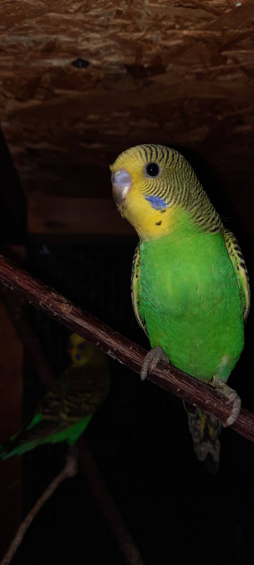 Хвилясті папуги