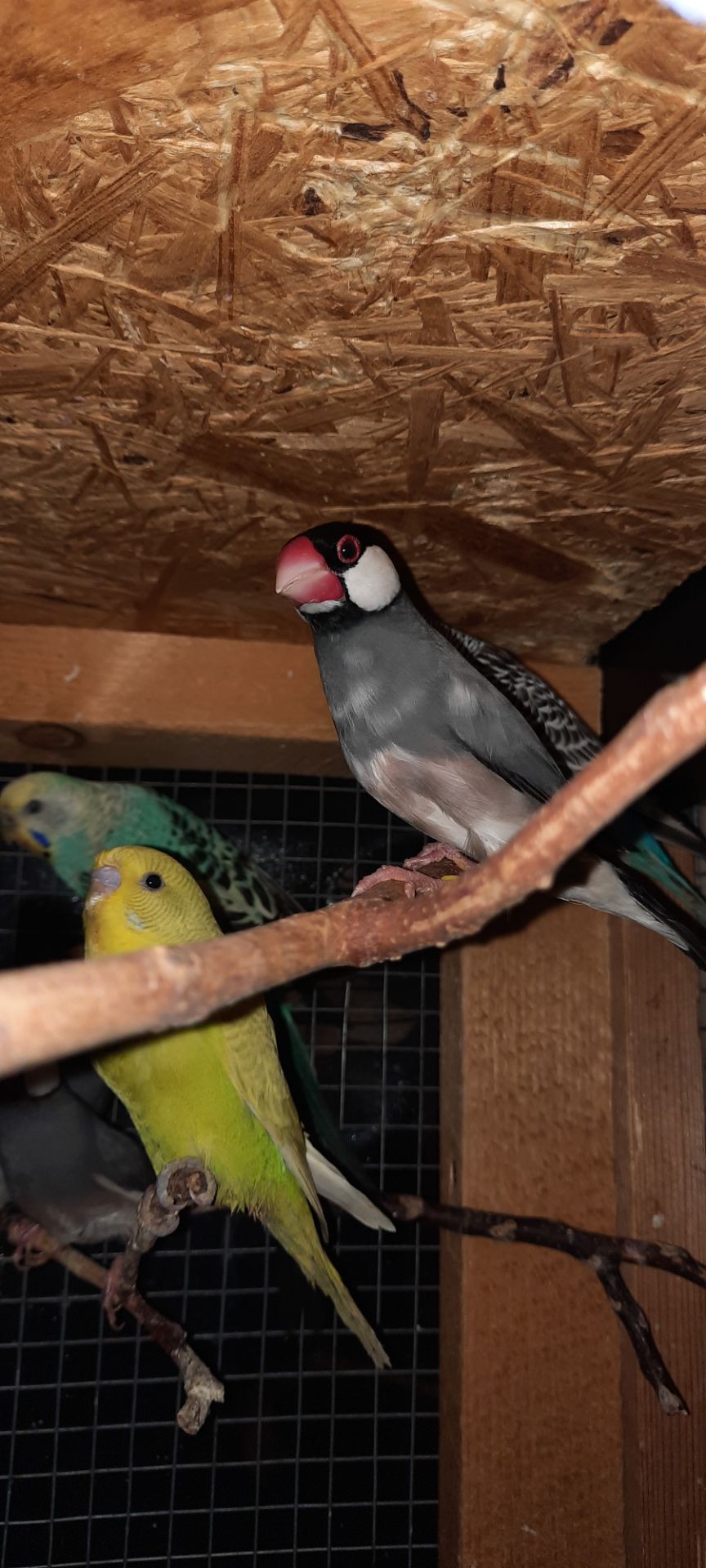 Зеброві амадіни, рисові амадіни