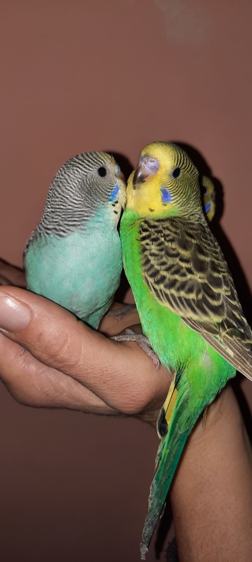 Хвилясті папуги