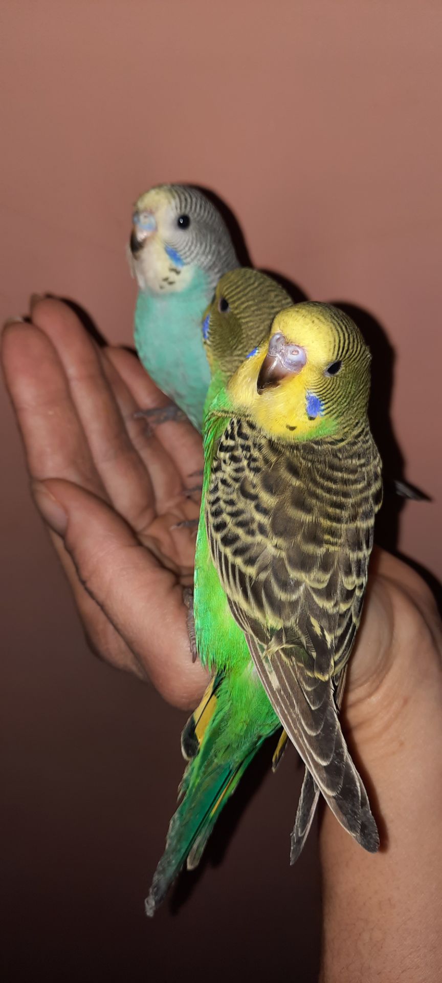 Хвилясті папуги