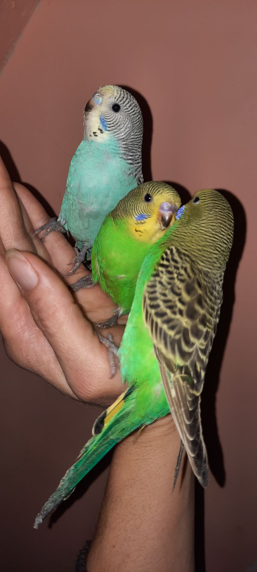 Хвилясті папуги