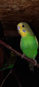 Хвилясті папуги