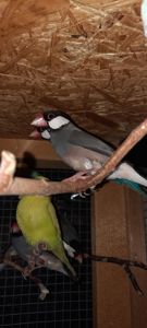 Зеброві амадіни, рисові амадіни