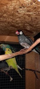 Зеброві амадіни, рисові амадіни