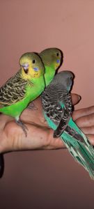 Хвилясті папуги