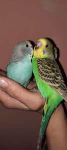 Хвилясті папуги