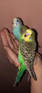 Хвилясті папуги