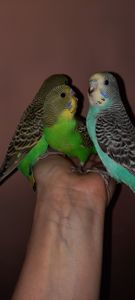 Хвилясті папуги