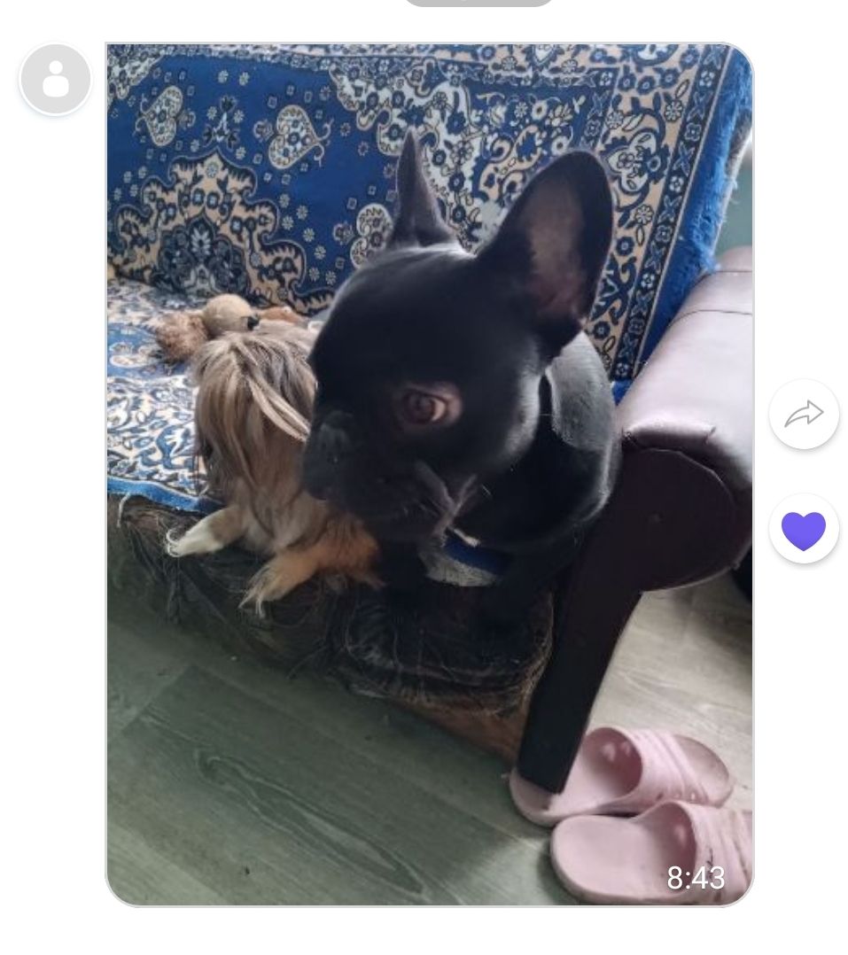 Красива дівчинка чорного окрасу