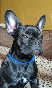 Щеночек французик, девочка