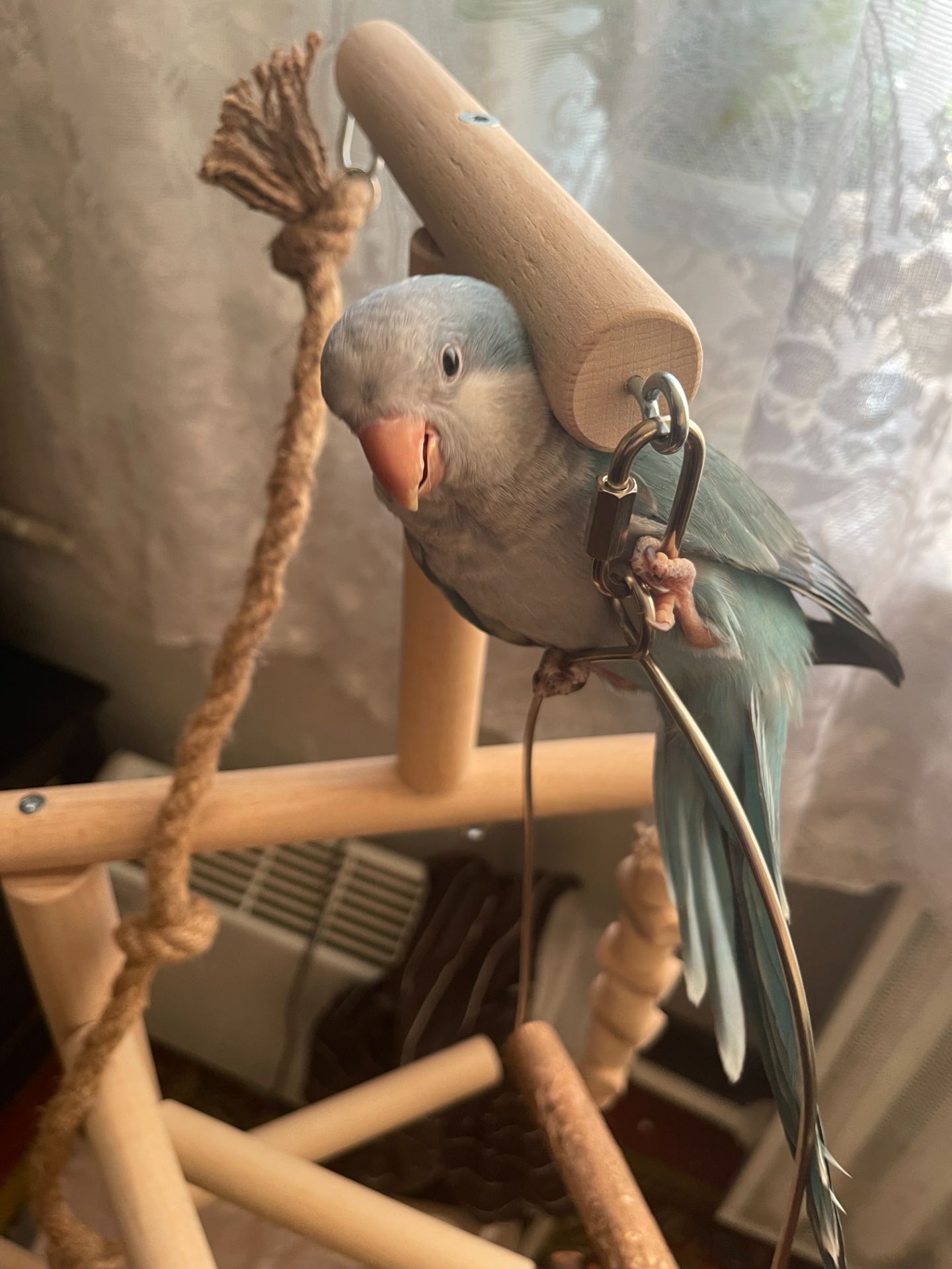 ПОПУГАЙ МОНАХ