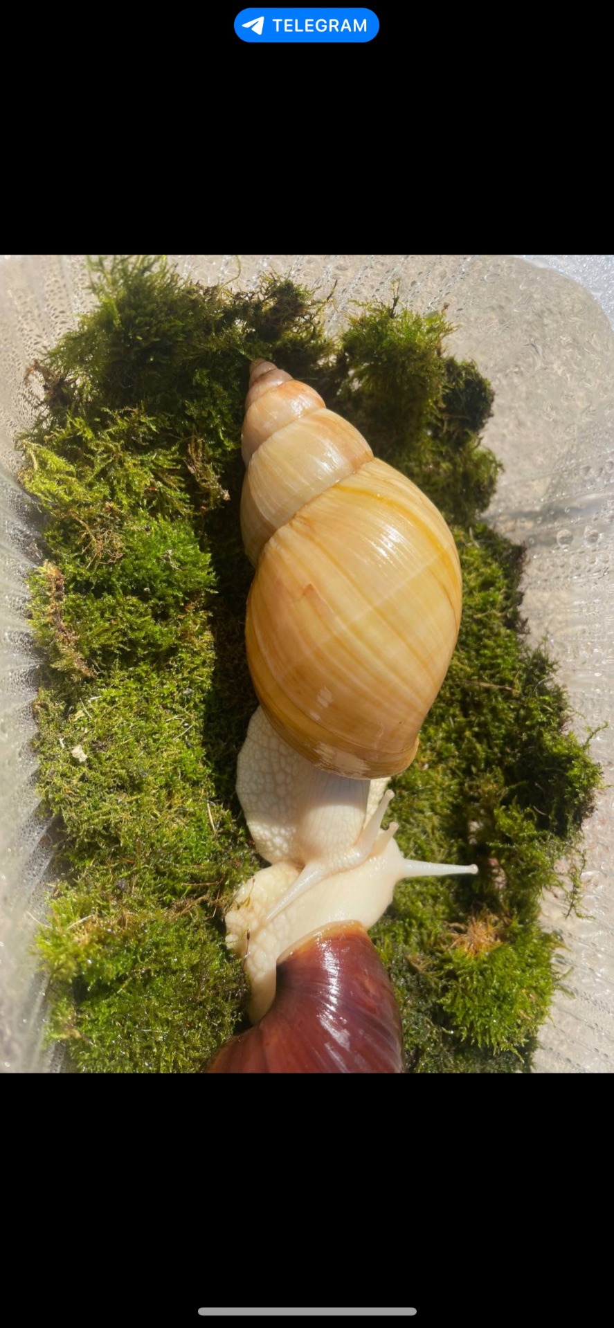 Пара ахатин дорослі