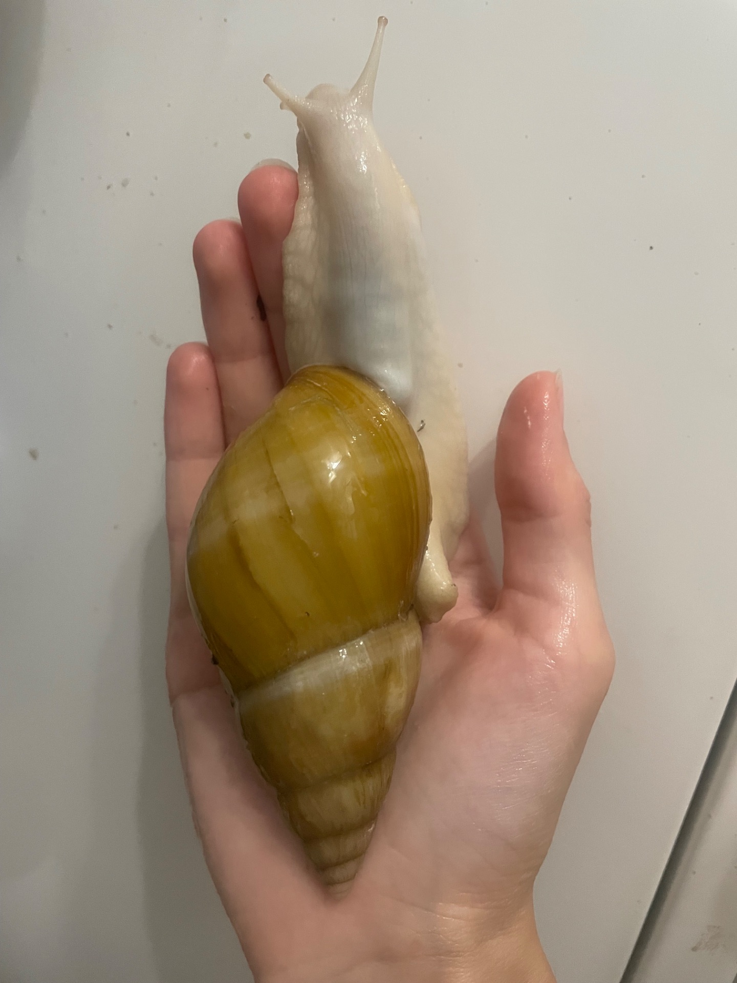 Пара ахатин дорослі