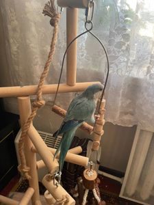 ПОПУГАЙ МОНАХ