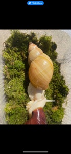 Пара ахатин дорослі