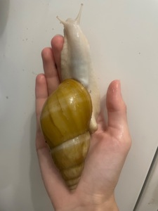 Пара ахатин дорослі