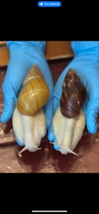 Пара ахатин дорослі