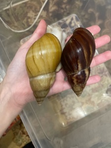 Пара ахатин дорослі