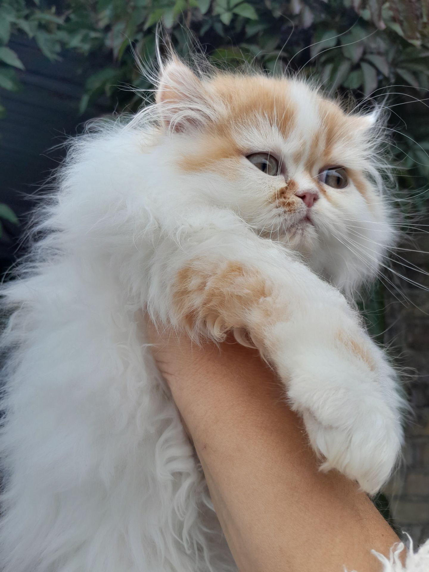 Персидська киця біколор