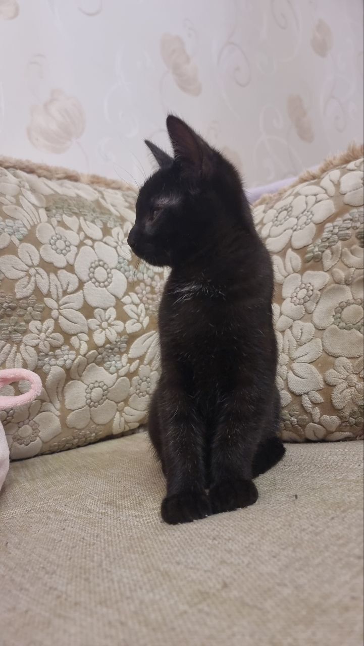 Кошеня хлопчик Драко)