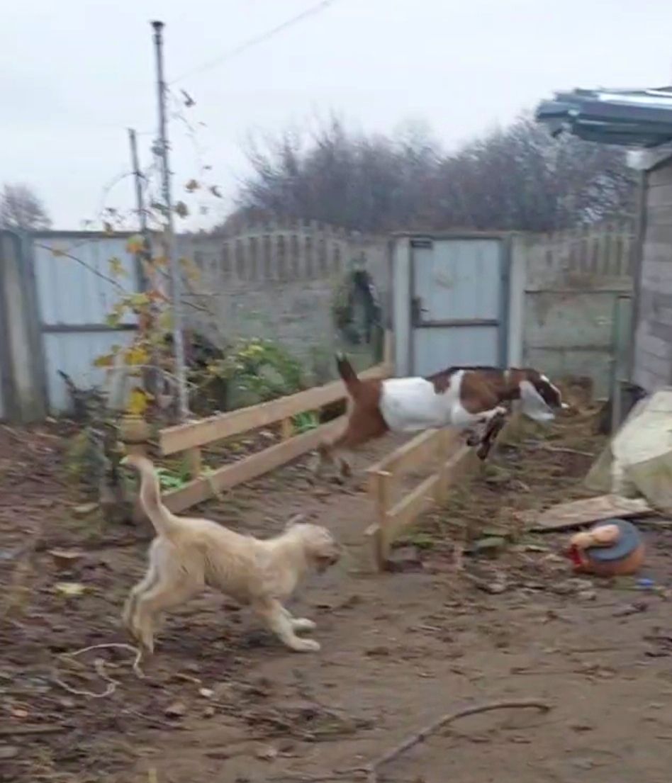 Аліментний хлопчик кавказької вівчарки від розплідника Star Escort