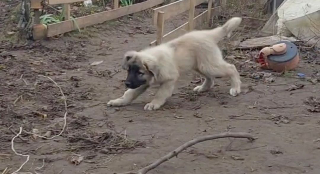 Аліментний хлопчик кавказької вівчарки від розплідника Star Escort