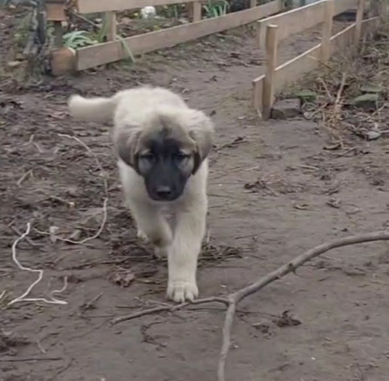 Аліментний хлопчик кавказької вівчарки від розплідника Star Escort