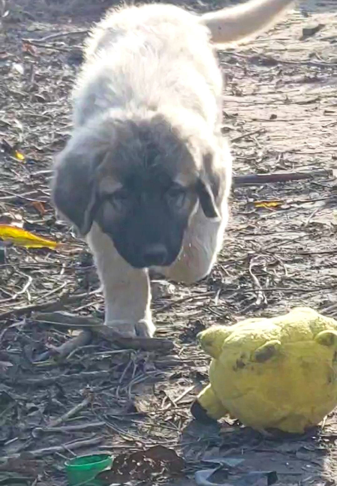 Аліментний хлопчик кавказької вівчарки від розплідника Star Escort