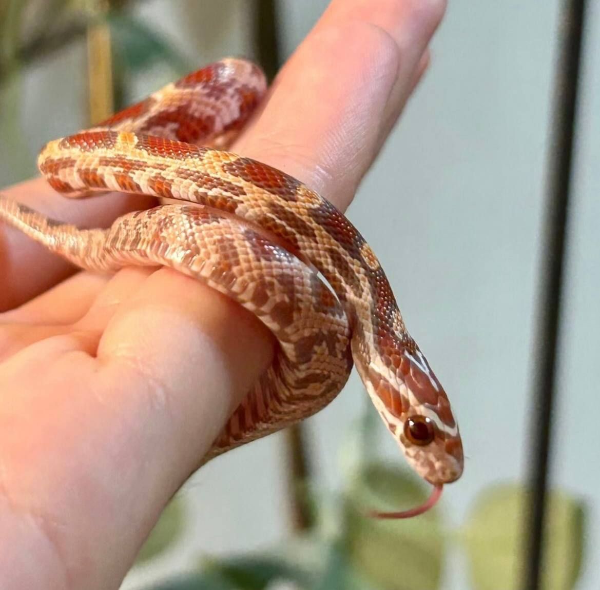 Маїсовий полоз Ultramel Okeetee