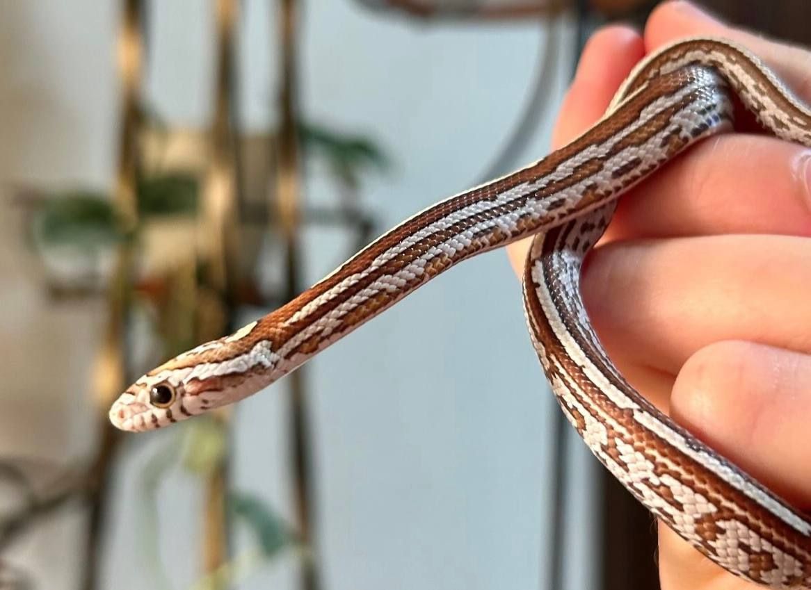 Маїсовий полоз Anery Tessera, самка