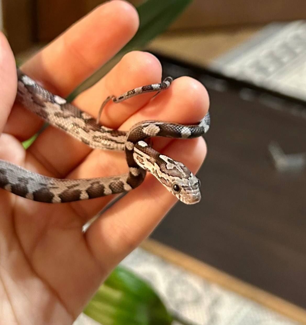 Маїсовий полоз Anery Motley, самка