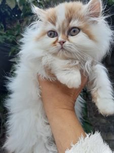 Персидська киця біколор