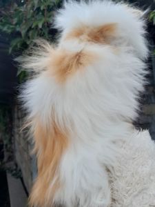 Персидська киця біколор