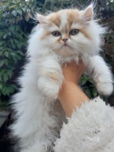 Персидська киця біколор