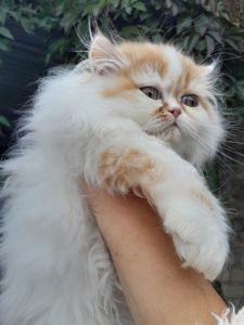 Персидська киця біколор