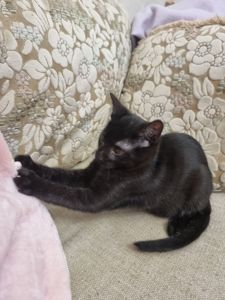 Кошеня хлопчик Драко)