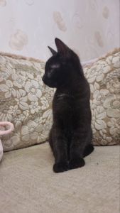 Кошеня хлопчик Драко)