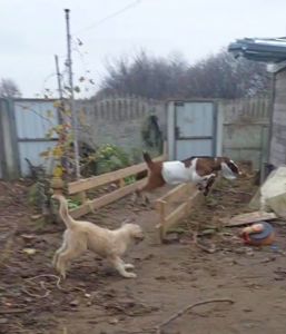 Аліментний хлопчик кавказької вівчарки від розплідника Star Escort