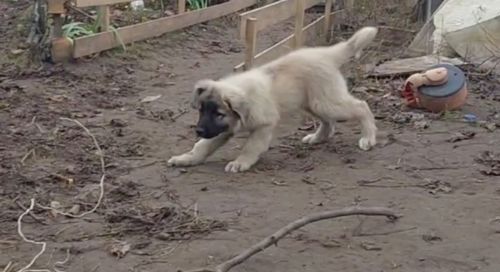 Аліментний хлопчик кавказької вівчарки від розплідника Star Escort