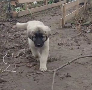 Аліментний хлопчик кавказької вівчарки від розплідника Star Escort