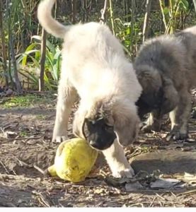 Аліментний хлопчик кавказької вівчарки від розплідника Star Escort